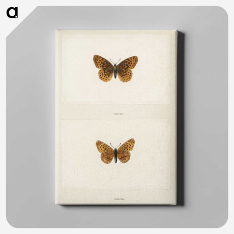 1-58_Moths-and-Butterflies-of-the-United-States_canvas