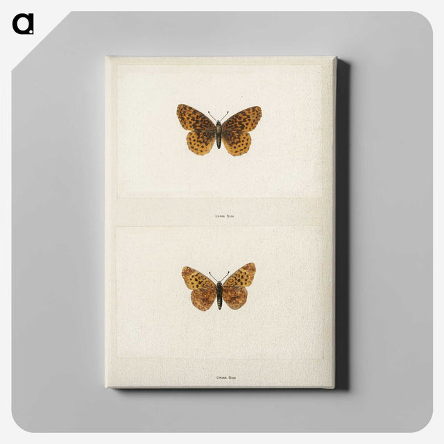 1-58_Moths-and-Butterflies-of-the-United-States_canvas