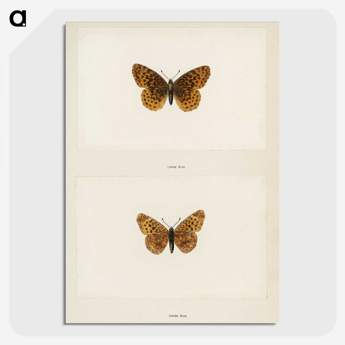 1-58_Moths-and-Butterflies-of-the-United-States_picture-crop