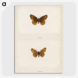 1-58_Moths-and-Butterflies-of-the-United-States_picture-crop