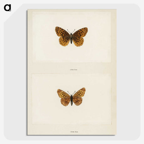 1-58_Moths-and-Butterflies-of-the-United-States_picture-crop