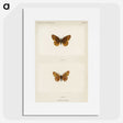 1-58_Moths-and-Butterflies-of-the-United-States_picture