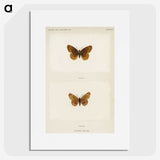 1-58_Moths-and-Butterflies-of-the-United-States_picture