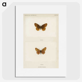 1-58_Moths-and-Butterflies-of-the-United-States_picture