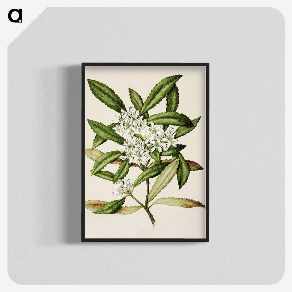 1-58_Native-Flowering-Plants-of-New-Zealand_blk-crop