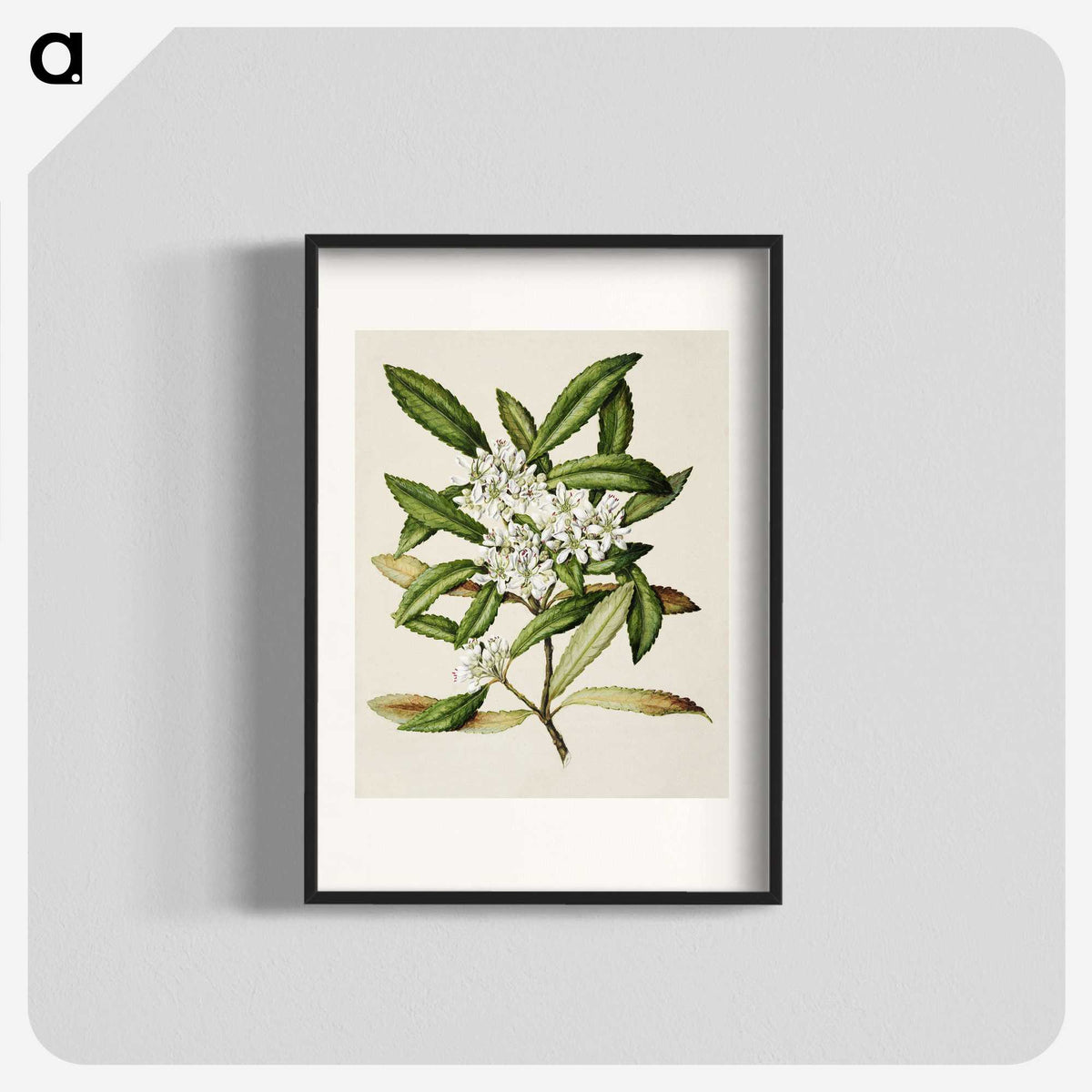 1-58_Native-Flowering-Plants-of-New-Zealand_blk