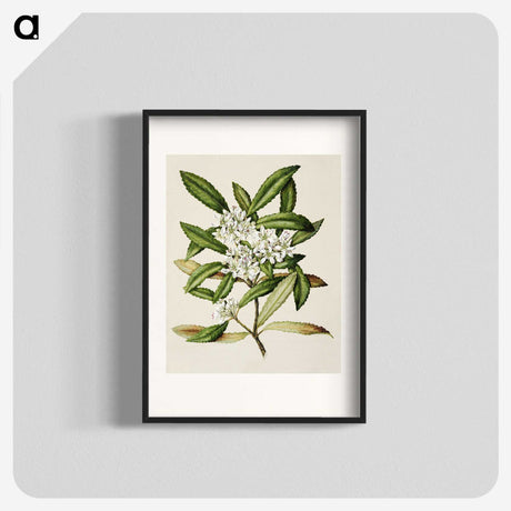 1-58_Native-Flowering-Plants-of-New-Zealand_blk