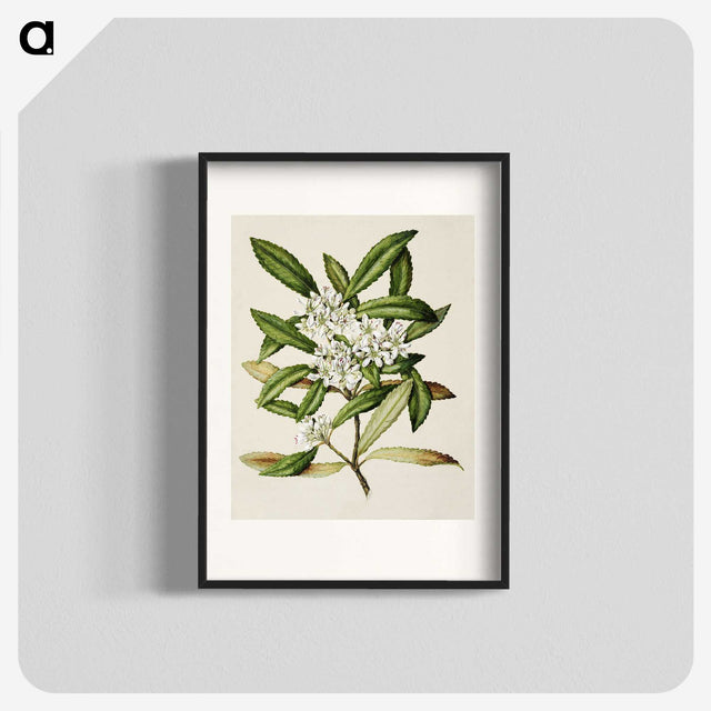 1-58_Native-Flowering-Plants-of-New-Zealand_blk