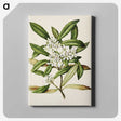 1-58_Native-Flowering-Plants-of-New-Zealand_canvas