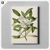 1-58_Native-Flowering-Plants-of-New-Zealand_canvas