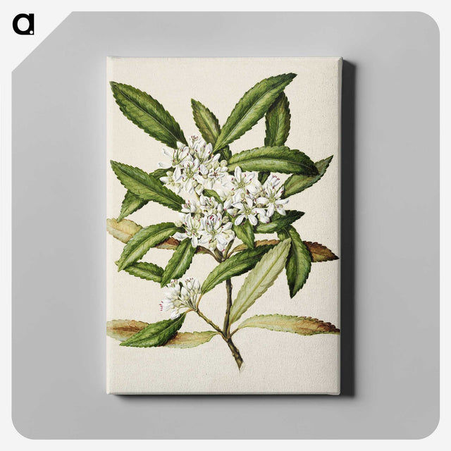1-58_Native-Flowering-Plants-of-New-Zealand_canvas