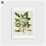 1-58_Native-Flowering-Plants-of-New-Zealand_hagaki