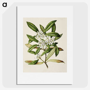 1-58_Native-Flowering-Plants-of-New-Zealand_picture
