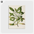 1-58_Native-Flowering-Plants-of-New-Zealand_postcard