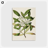 1-58_Native-Flowering-Plants-of-New-Zealand_postcard