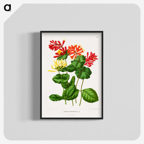 1-58_Nederlandsche-Flora-en-Pomona_blk-crop