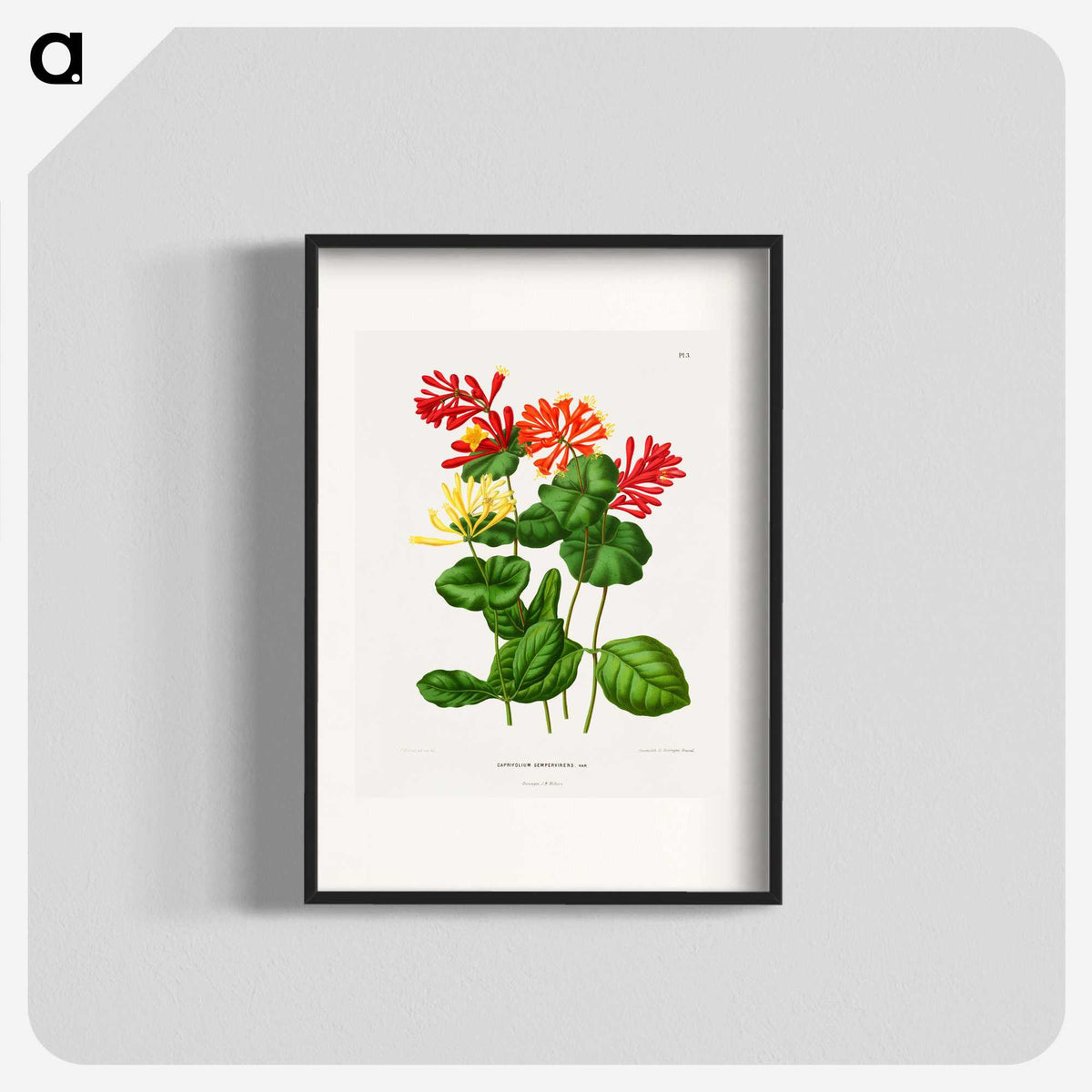 1-58_Nederlandsche-Flora-en-Pomona_blk