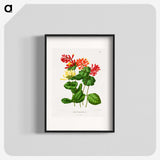 1-58_Nederlandsche-Flora-en-Pomona_blk