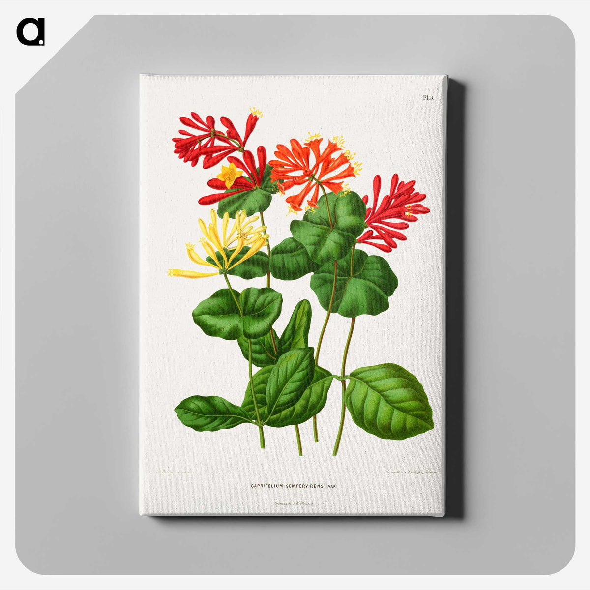 1-58_Nederlandsche-Flora-en-Pomona_canvas