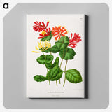1-58_Nederlandsche-Flora-en-Pomona_canvas