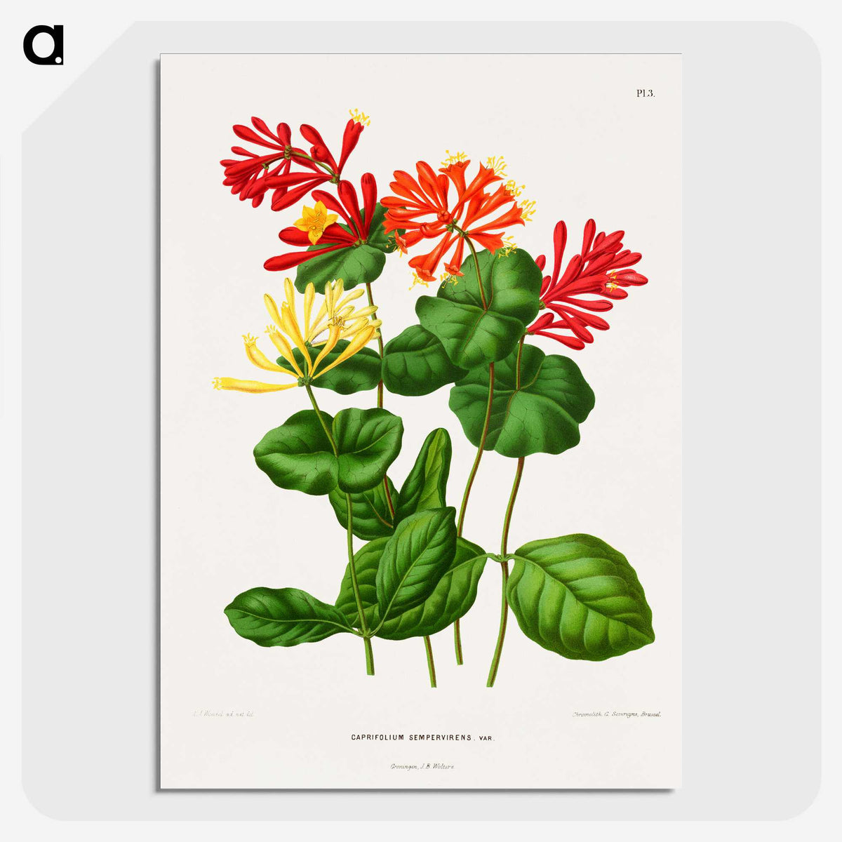 1-58_Nederlandsche-Flora-en-Pomona_picture-crop