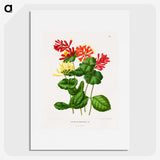 1-58_Nederlandsche-Flora-en-Pomona_picture
