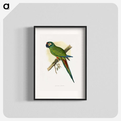 1-58_Parrots-in-Captivity_blk