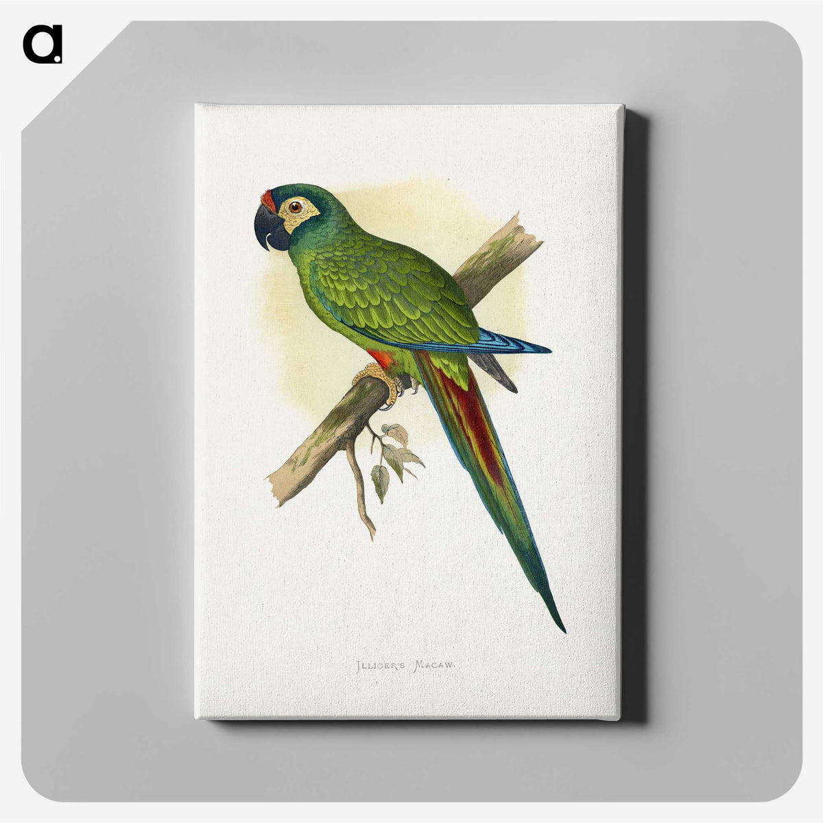 1-58_Parrots-in-Captivity_canvas