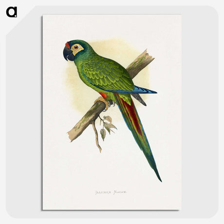 1-58_Parrots-in-Captivity_picture-crop
