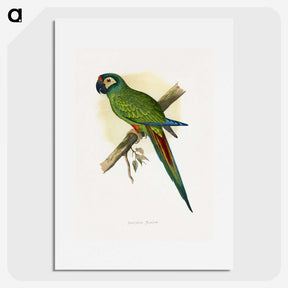 1-58_Parrots-in-Captivity_picture