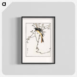 アートポスター-Siberian Blue-tail
 - 鳥類図鑑 Poster.