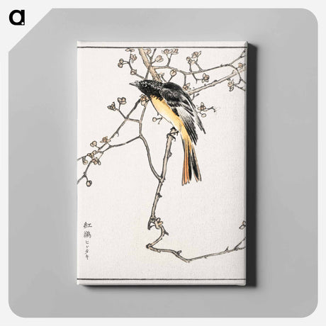 アートパネル-Siberian Blue-tail
 - 鳥類図鑑 Canvas.