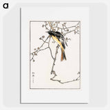 アートポスター-Siberian Blue-tail
 - 鳥類図鑑 Poster.