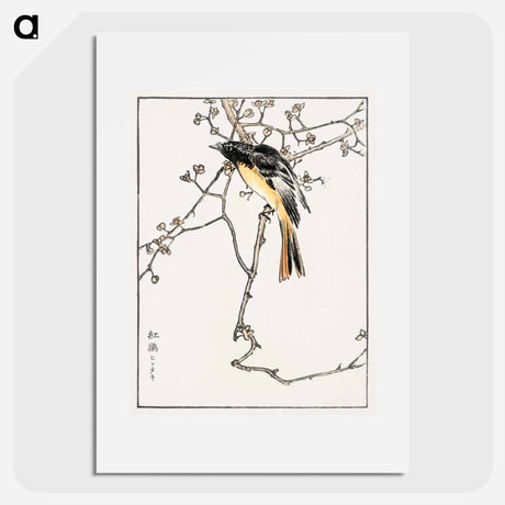 アートポスター-Siberian Blue-tail
 - 鳥類図鑑 Poster.