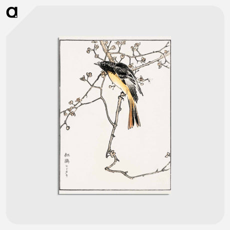 アートポストカード-Siberian Blue-tail
 - 鳥類図鑑 Postcard.