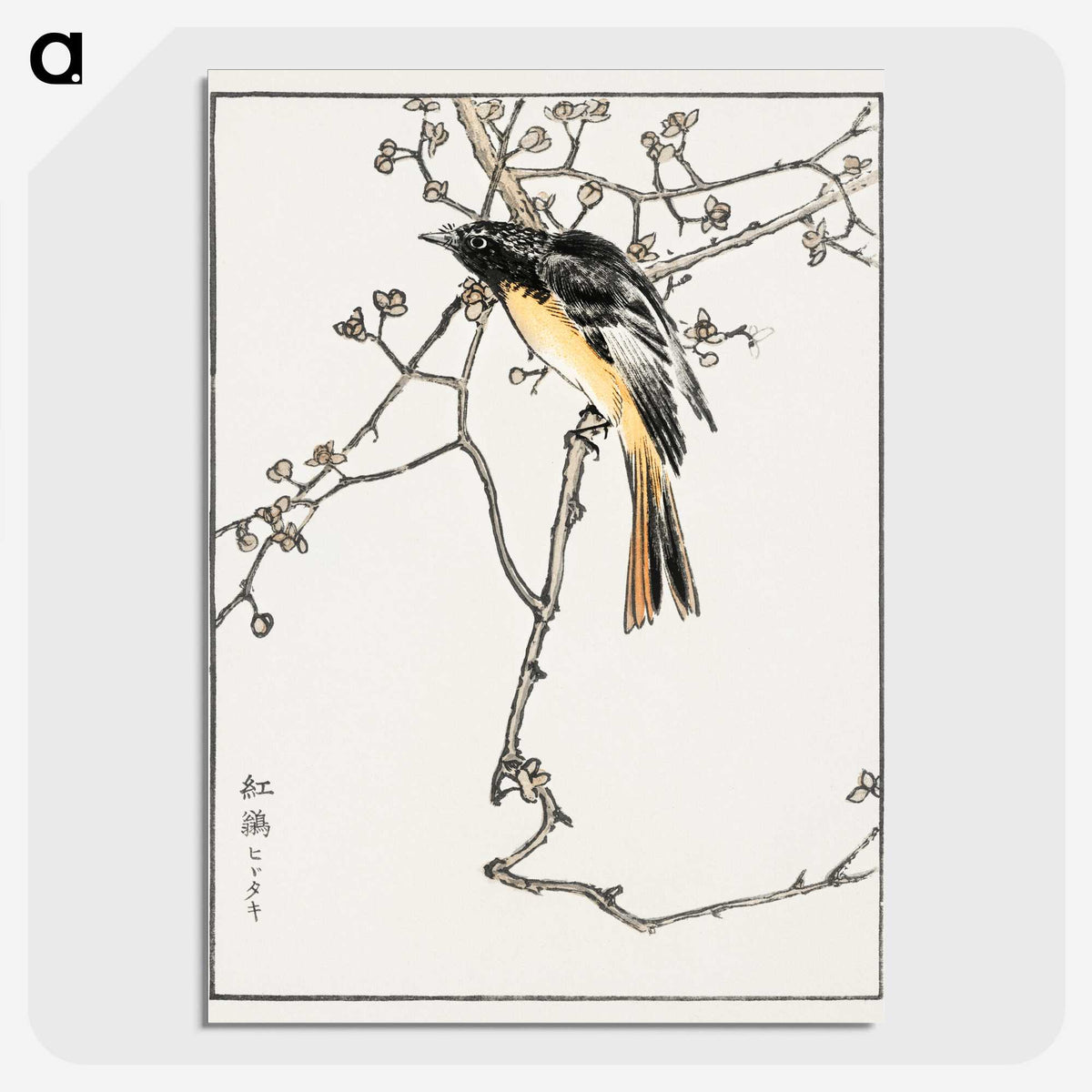 1-58_Pictorial-Monograph-of-Birds_picture-crop