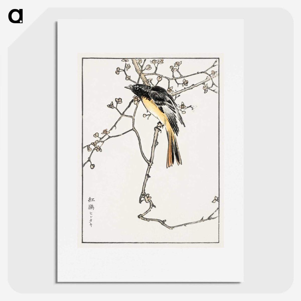 1-58_Pictorial-Monograph-of-Birds_picture