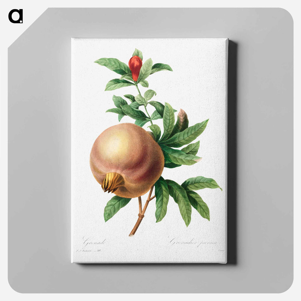 アートパネル-Grenade (Pomegranate) - ピエール ジョゼフ ルドゥーテ Canvas.