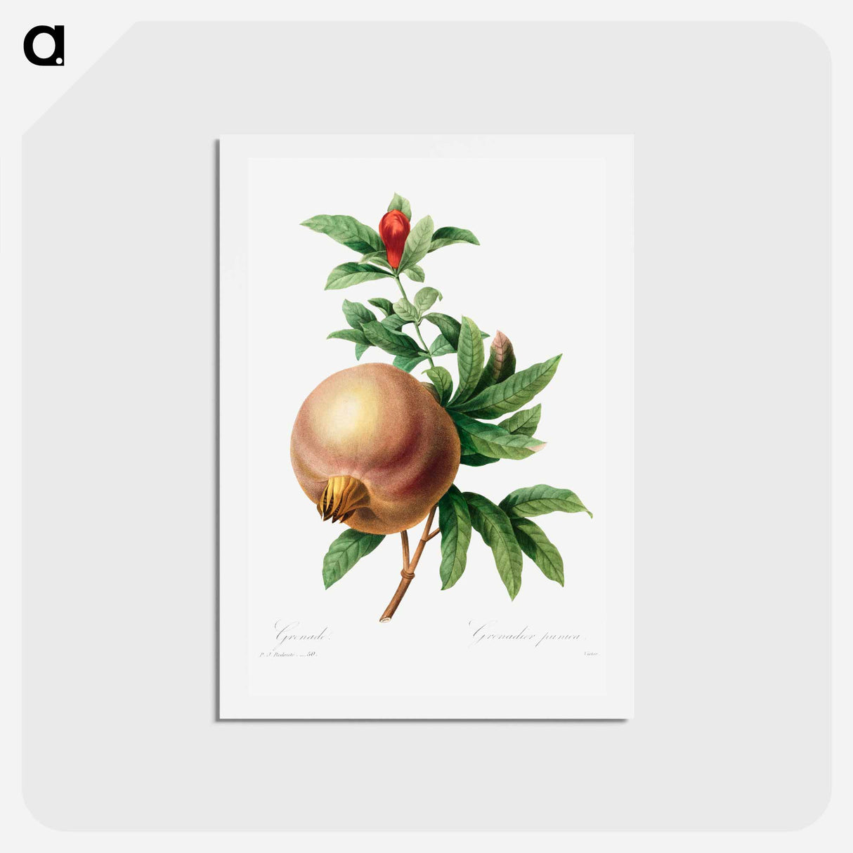 アートポストカード-Grenade (Pomegranate) - ピエール ジョゼフ ルドゥーテ Postcard.