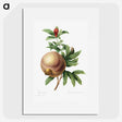 1-58_Pierre-Joseph-Redoute_picture