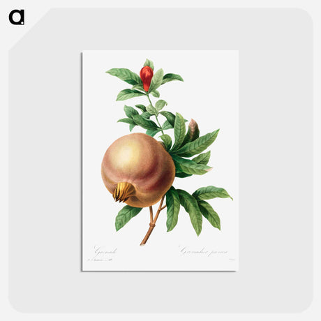 アートポストカード-Grenade (Pomegranate) - ピエール ジョゼフ ルドゥーテ Postcard.