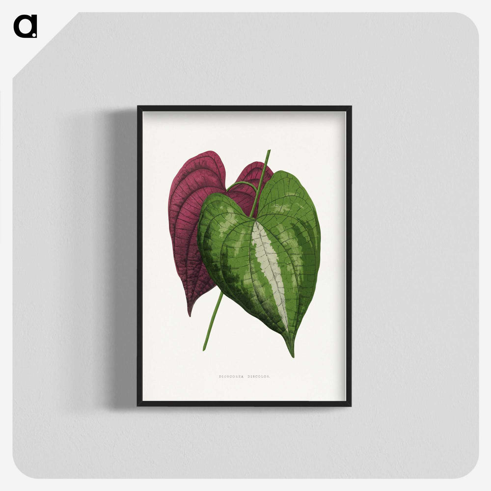 1-58_Plants-with-Colored-Foliage_blk-crop