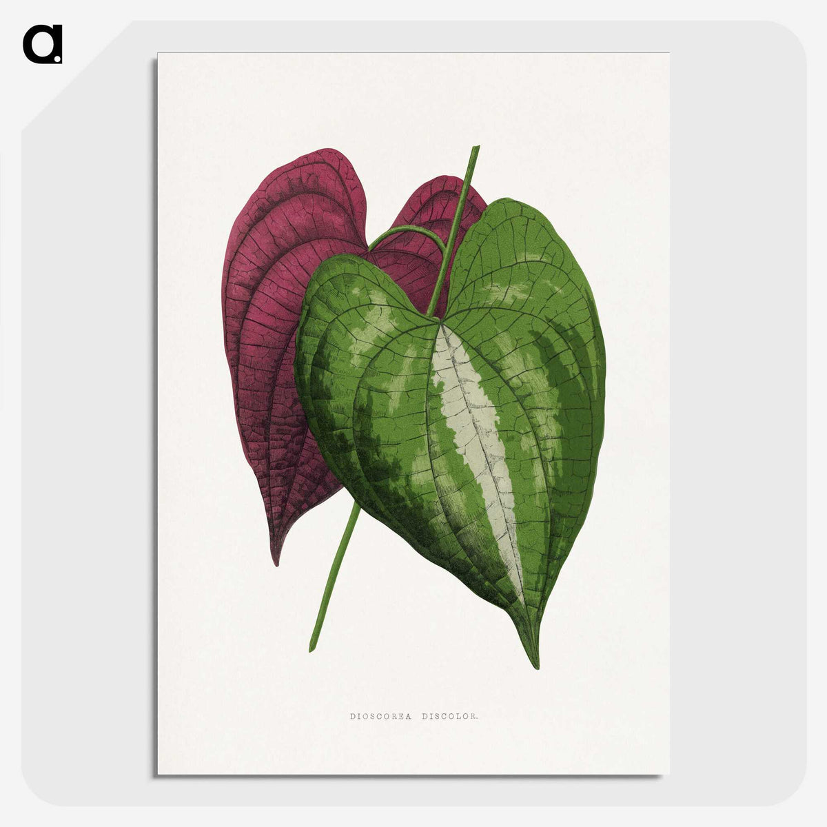 1-58_Plants-with-Colored-Foliage_picture-crop