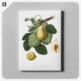 1-58_Pomona-Italiana_canvas