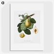 1-58_Pomona-Italiana_picture