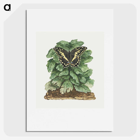 1-58_Robert-Jacob-Gordon_picture