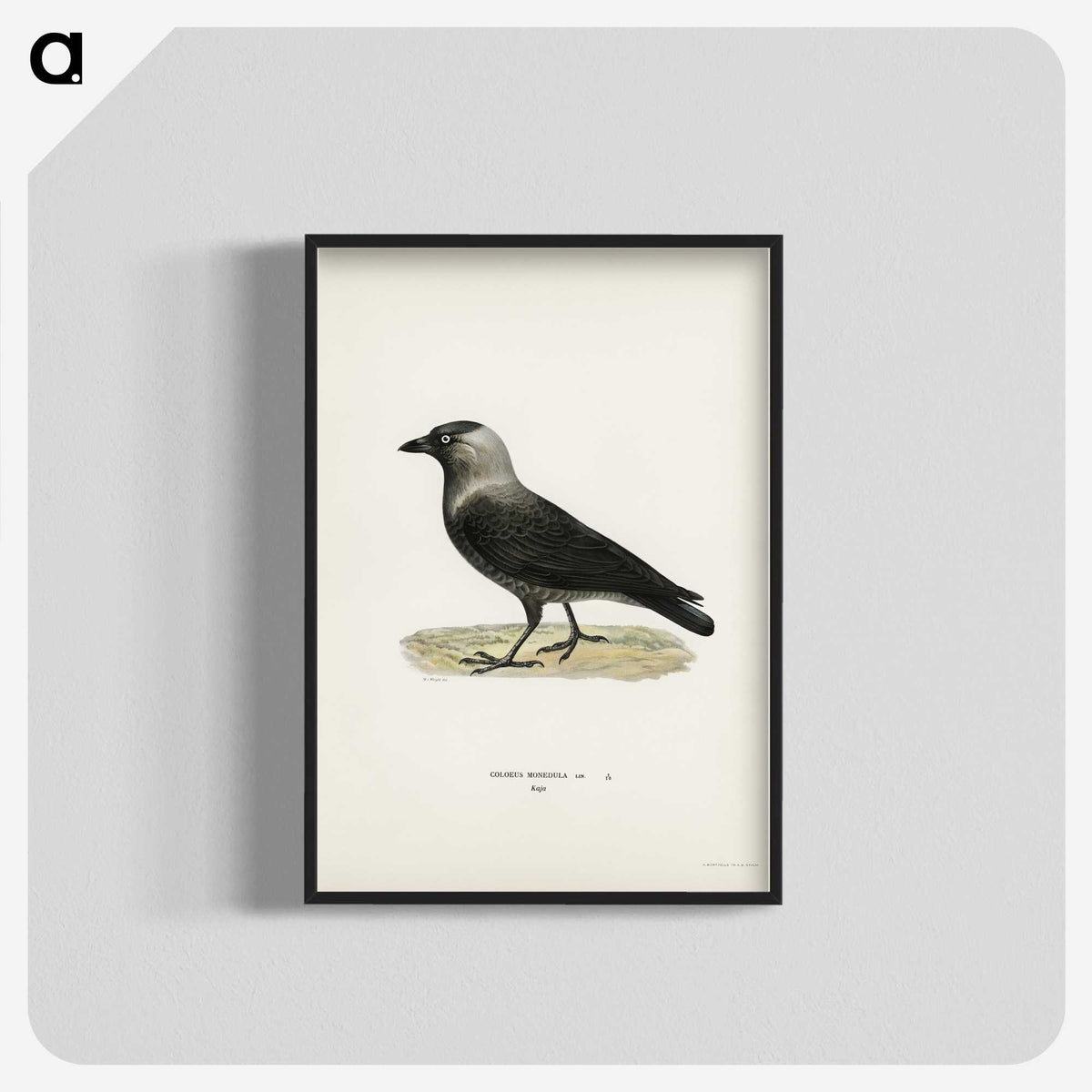 1-58_Svenska-Faglar_blk-crop