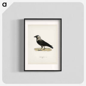 アートポスター-Western Jackdaw
 - スヴェンスカ フォグラル Poster.