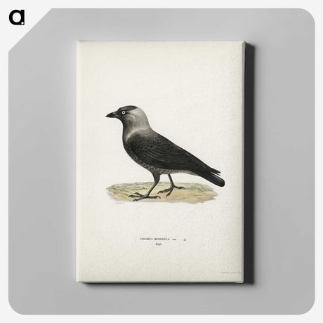 1-58_Svenska-Faglar_canvas
