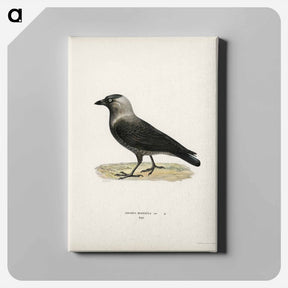 アートパネル-Western Jackdaw
 - スヴェンスカ フォグラル Canvas.